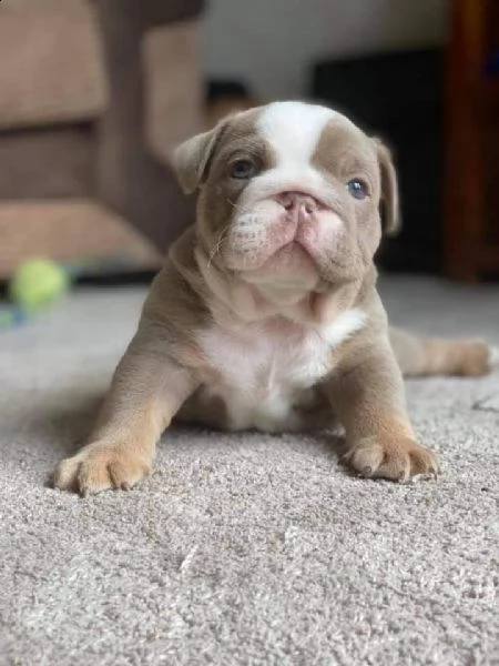 cuccioli bulldog inglese adozione | Foto 1