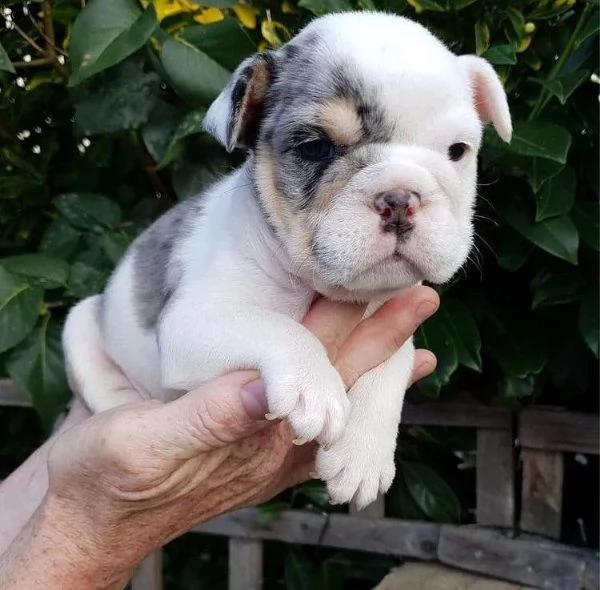 cuccioli bulldog inglese adozione | Foto 0