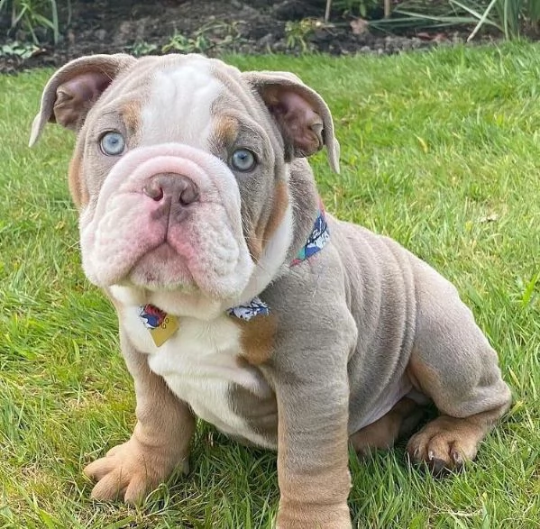 cuccioli bulldog inglese adozione