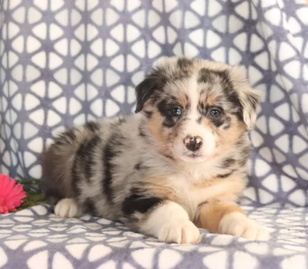 pastore australiano | Foto 0