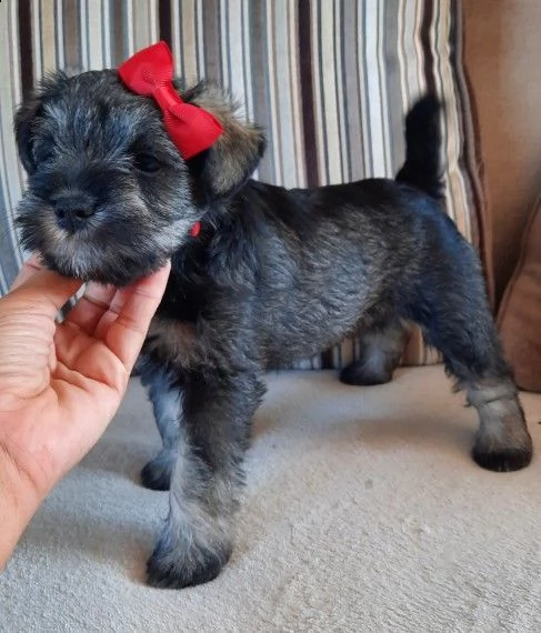 cuccioli schnauzer maschio e femmina