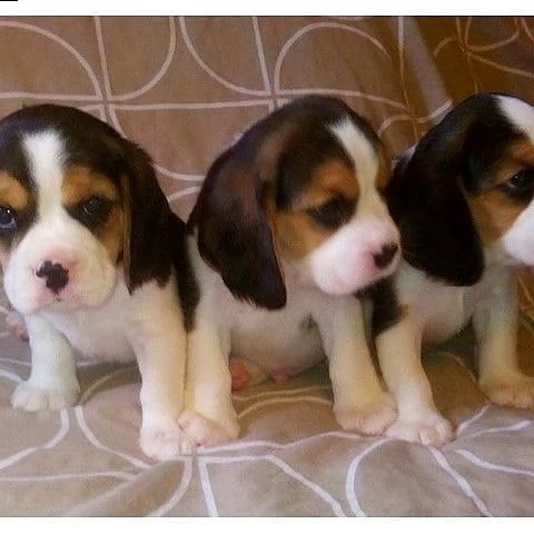 cuccioli di beagle