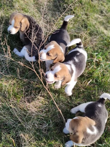 cucciolata di beagle altissima genealogia | Foto 5