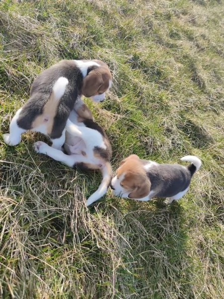 cucciolata di beagle altissima genealogia | Foto 4