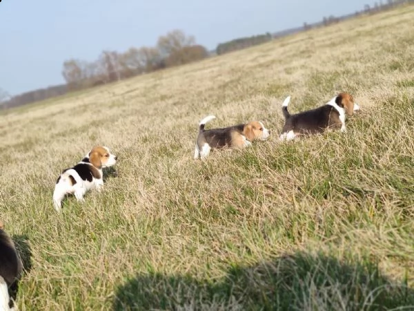 cucciolata di beagle altissima genealogia | Foto 1