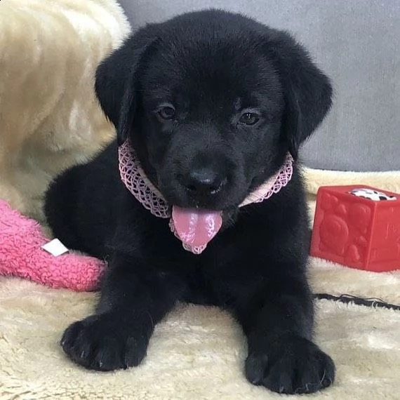 simpatici cuccioli di labrador retriever in adozione | Foto 1