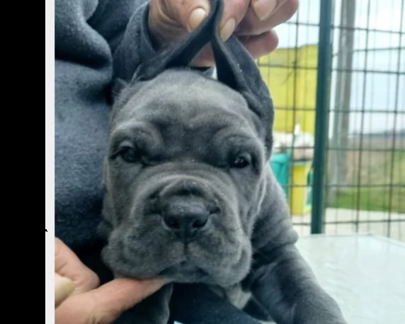 cuccioli di cane corso | Foto 1
