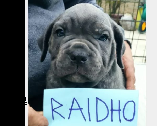 cuccioli di cane corso | Foto 0