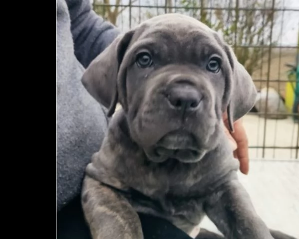 cuccioli di cane corso