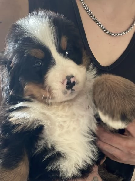 cuccioli bovaro del bernese  | Foto 4