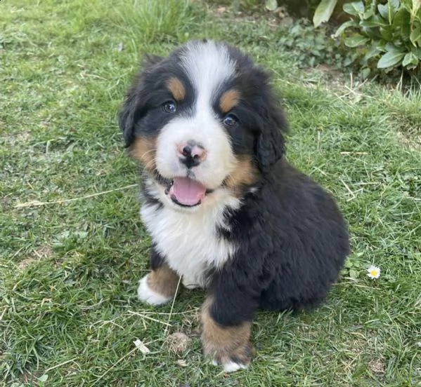 cuccioli bovaro del bernese  | Foto 3