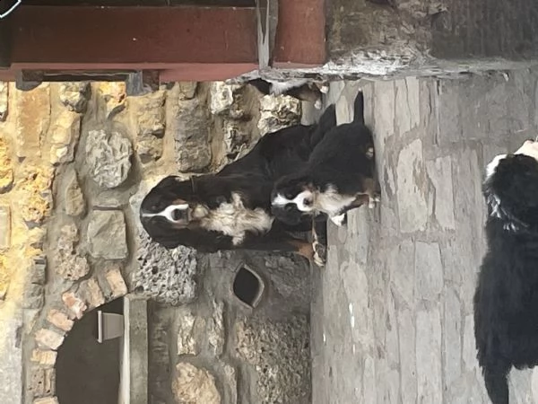 cuccioli bovaro del bernese  | Foto 2