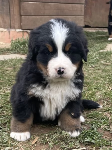 cuccioli bovaro del bernese  | Foto 1