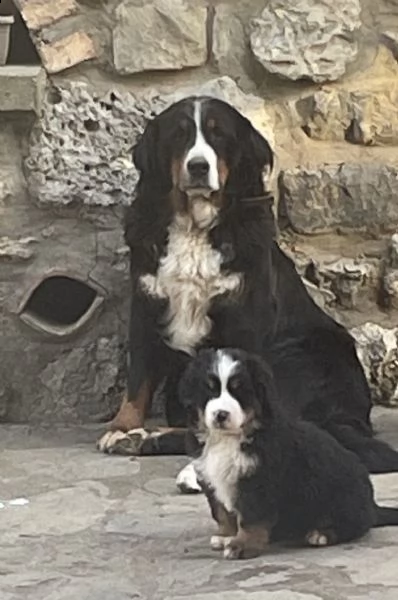 cuccioli bovaro del bernese 