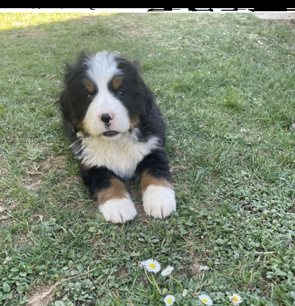 cuccioli bovaro del bernese  | Foto 0