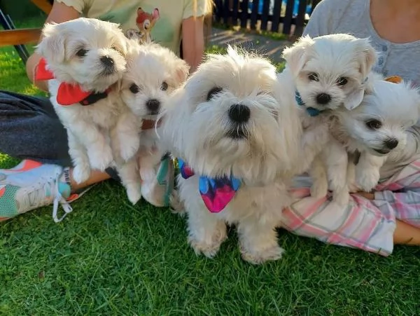 regalo adorabili cuccioli mini maltese  femminucce e maschietti  gratuita 