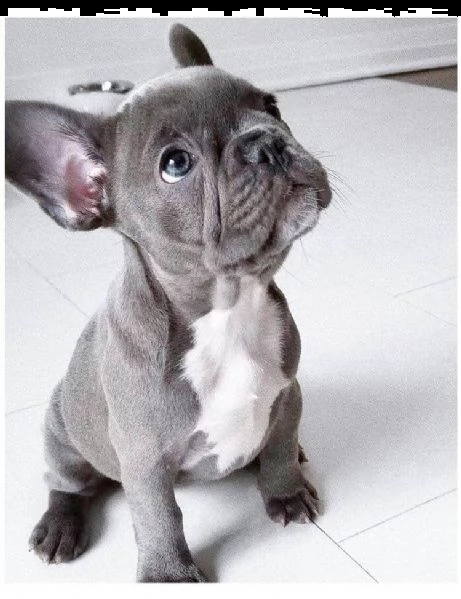 bulldog francese blu fawn e sable bulldog