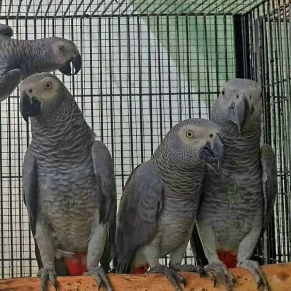 pappagalli grigi africani | Foto 5