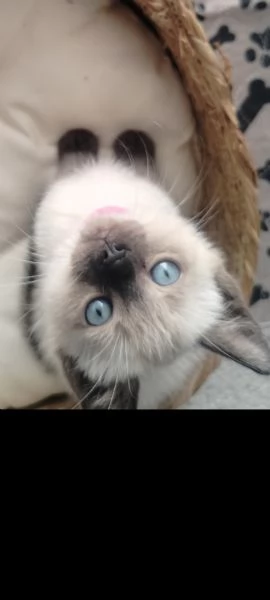 Cucciole siamesi