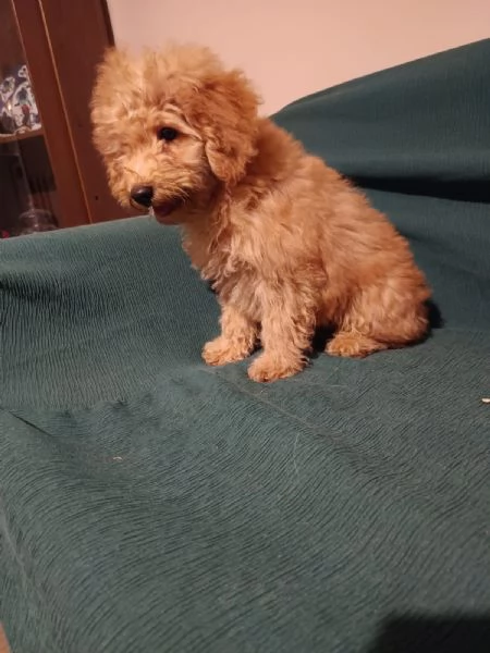 Cucciolo di barboncino 