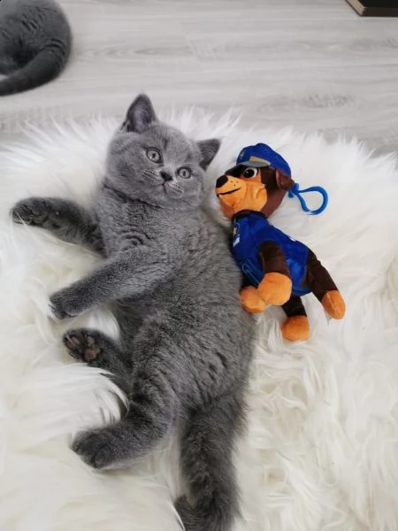 meravigliosi cuccioli british shorthair | Foto 2