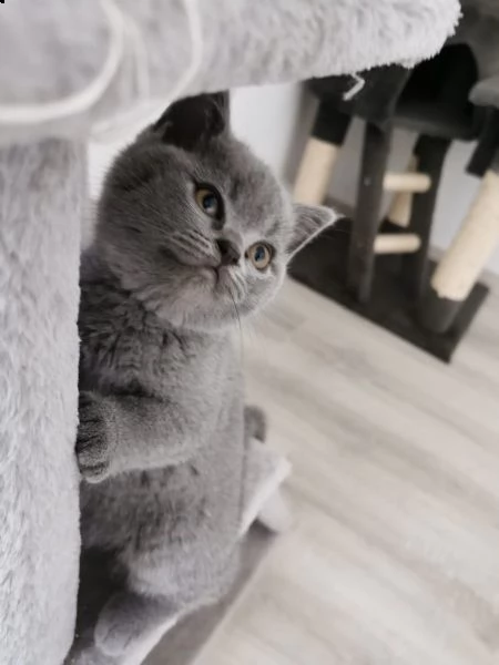 meravigliosi cuccioli british shorthair | Foto 1