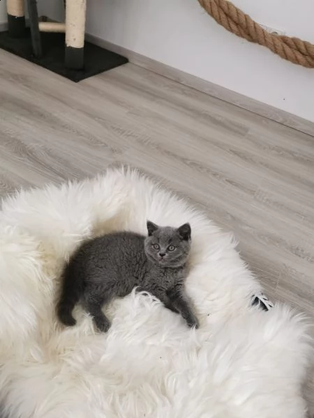 meravigliosi cuccioli british shorthair | Foto 0
