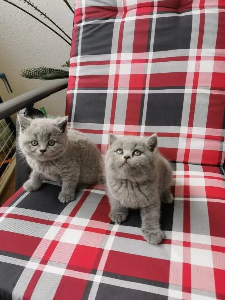 meravigliosi cuccioli british shorthair