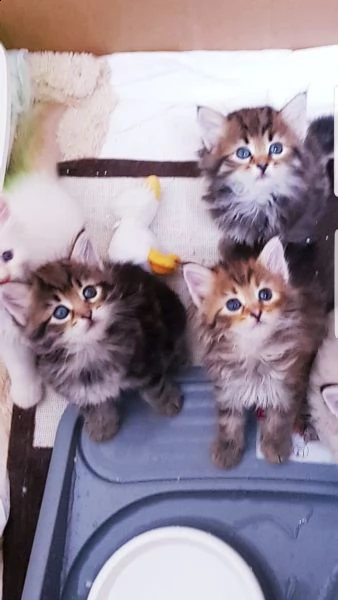 cuccioli di gatti siberiani ipoallergenico