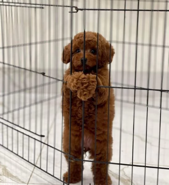cuccioli barboncini toy | Foto 1