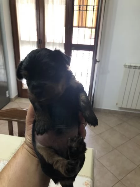 cuccioli di yorkshire terrier  | Foto 0