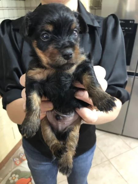 cuccioli di yorkshire terrier 