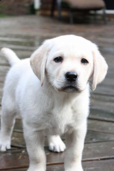  regalo bello labrador cuccioli maschi e femmine bello labrador  maschio e femmina sverminato con
