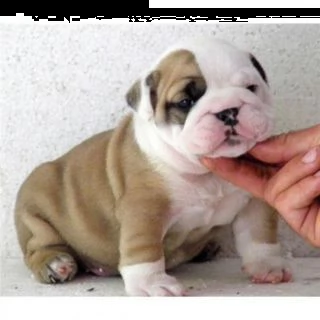 bulldog inglese cuccioli per adozione andare solo in una casa di bene che sono disposti ad adottar