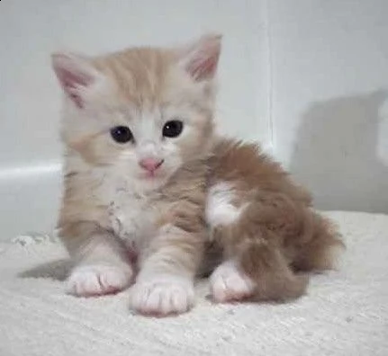 adorabili cuccioli di maine coon gattini femminucce e maschietti disponibili per ladozione gratuita