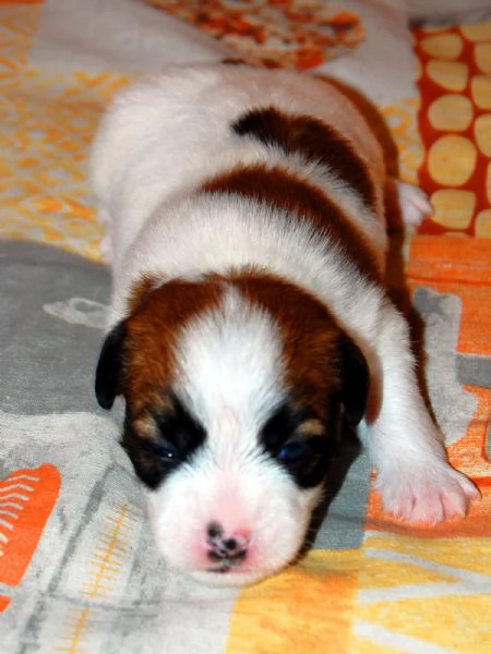 Cuccioli Jack Russell pelo Ruvido | Foto 4