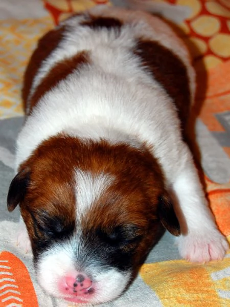 Cuccioli Jack Russell pelo Ruvido | Foto 2