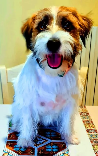 Cuccioli Jack Russell pelo Ruvido | Foto 1