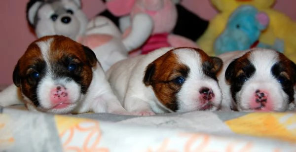 Cuccioli Jack Russell pelo Ruvido