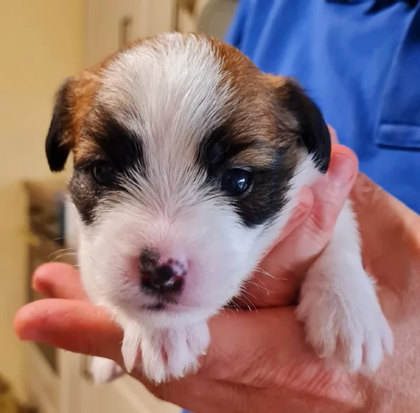 Cuccioli di Jack Russell a Pelo Ruvido I Tre Monelli | Foto 4