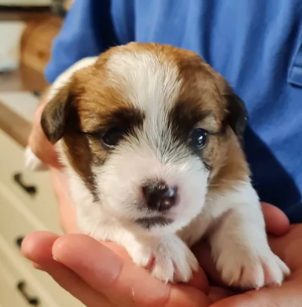 Cuccioli di Jack Russell a Pelo Ruvido I Tre Monelli | Foto 3