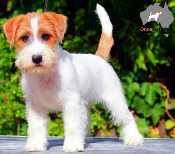 Cuccioli di Jack Russell a Pelo Ruvido I Tre Monelli | Foto 1