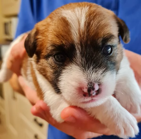 Cuccioli di Jack Russell a Pelo Ruvido I Tre Monelli | Foto 0