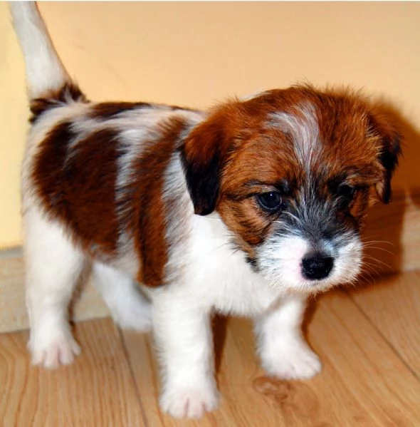 Cuccioli di Jack Russell a pelo Ruvido | Foto 3