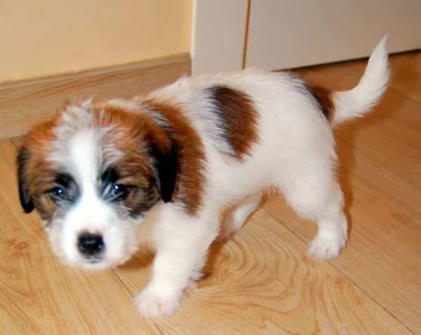 Cuccioli di Jack Russell a pelo Ruvido | Foto 2