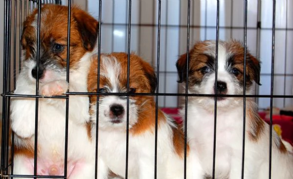 Cuccioli di Jack Russell a pelo Ruvido | Foto 1