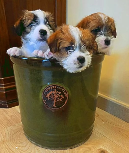 Cuccioli di Jack Russell a pelo Ruvido