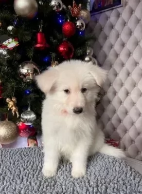 cuccioli pastore tedesco bianca e nera