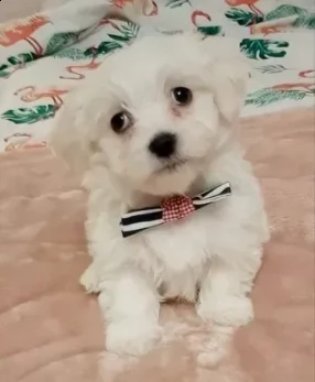 cuccioli di bellissimi maltesi toy | Foto 0