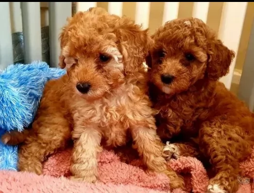due cuccioli barboncino toy rosso